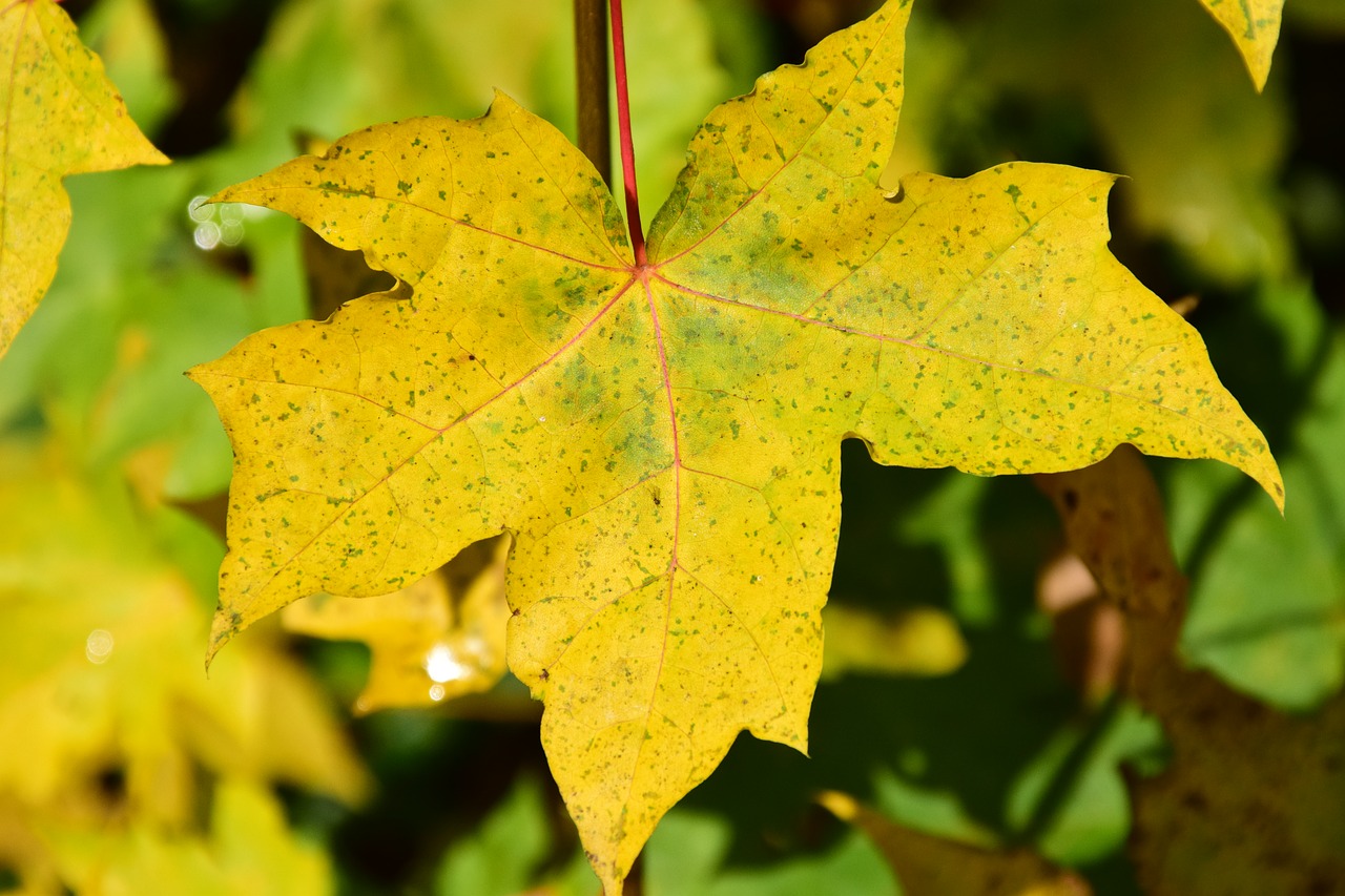 Image - autumn fall foliage leaves wet