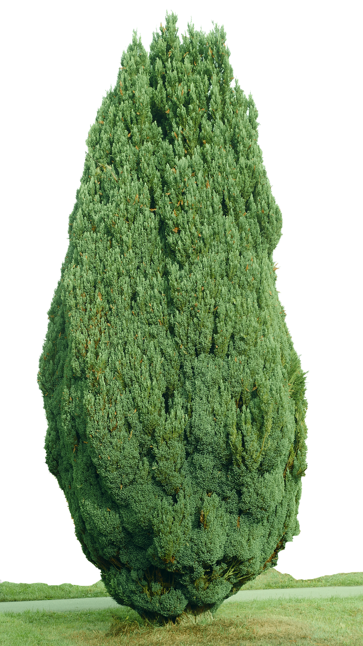 Image - cypress isolated periwinkle tree