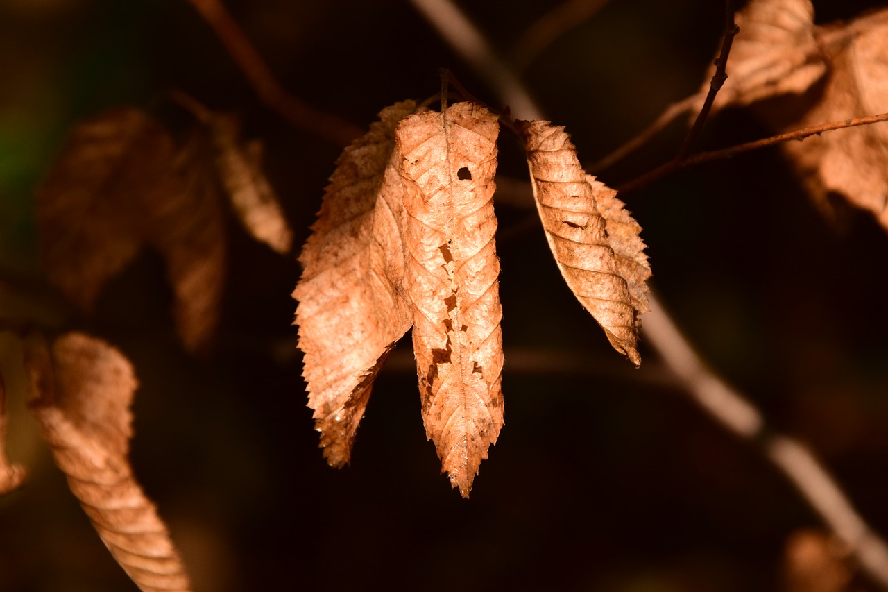 Image - beech beech leaves leaves autumn