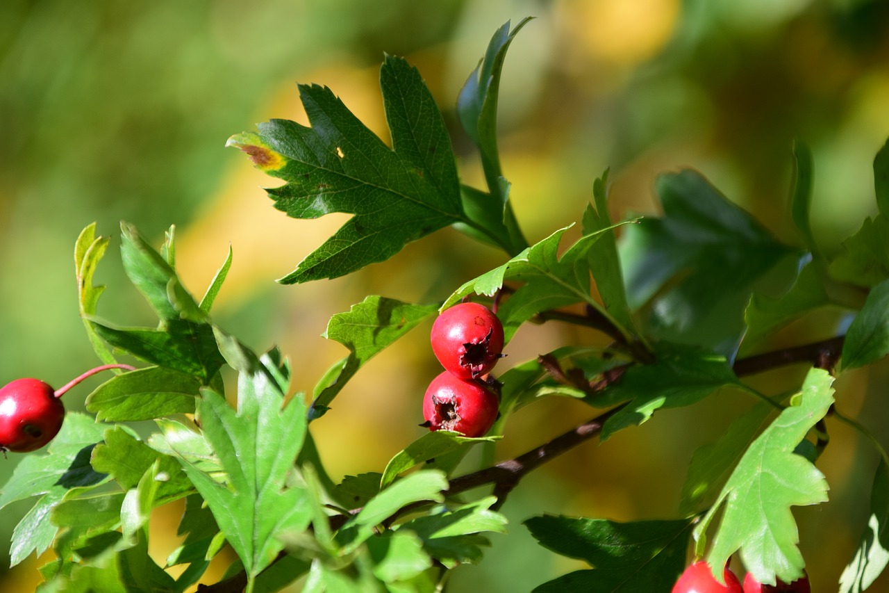 Image - berries rowanberries bush nature