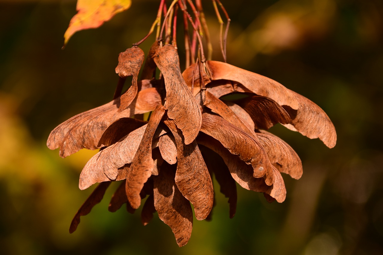 Image - maple seeds flying seeds brown