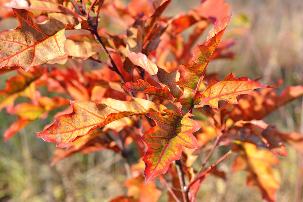 Image - autumn red foliage autumn gold