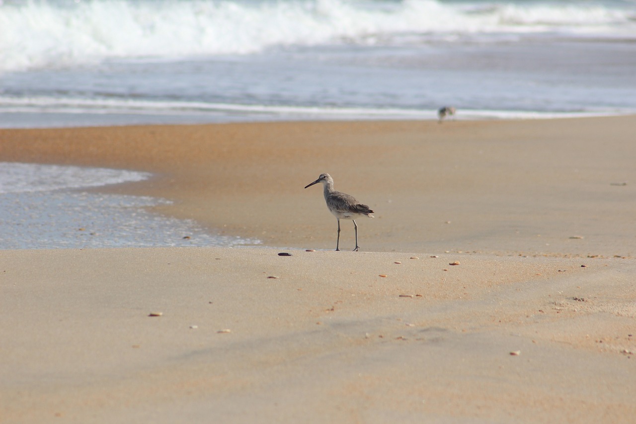 Image - sandpiper beach willet sand tringa