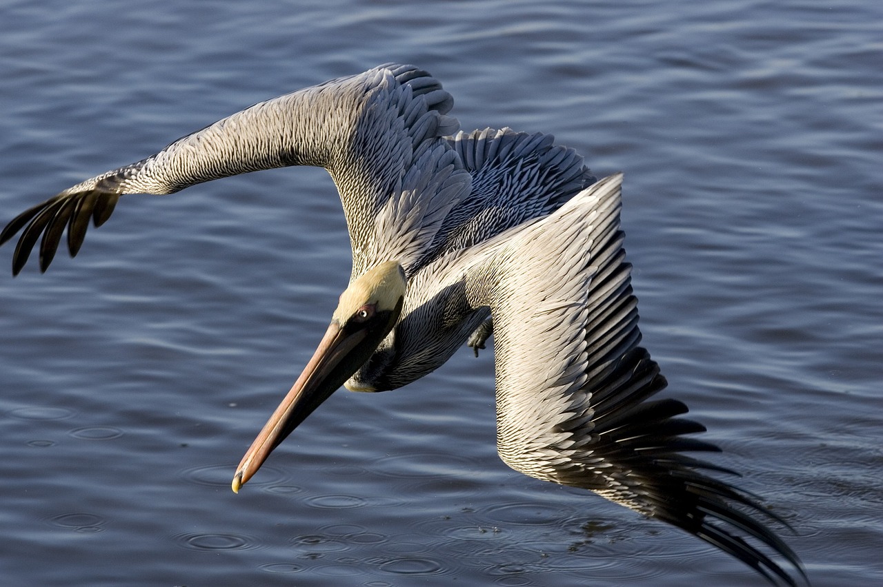 Image - brown pelican flying bird wildlife