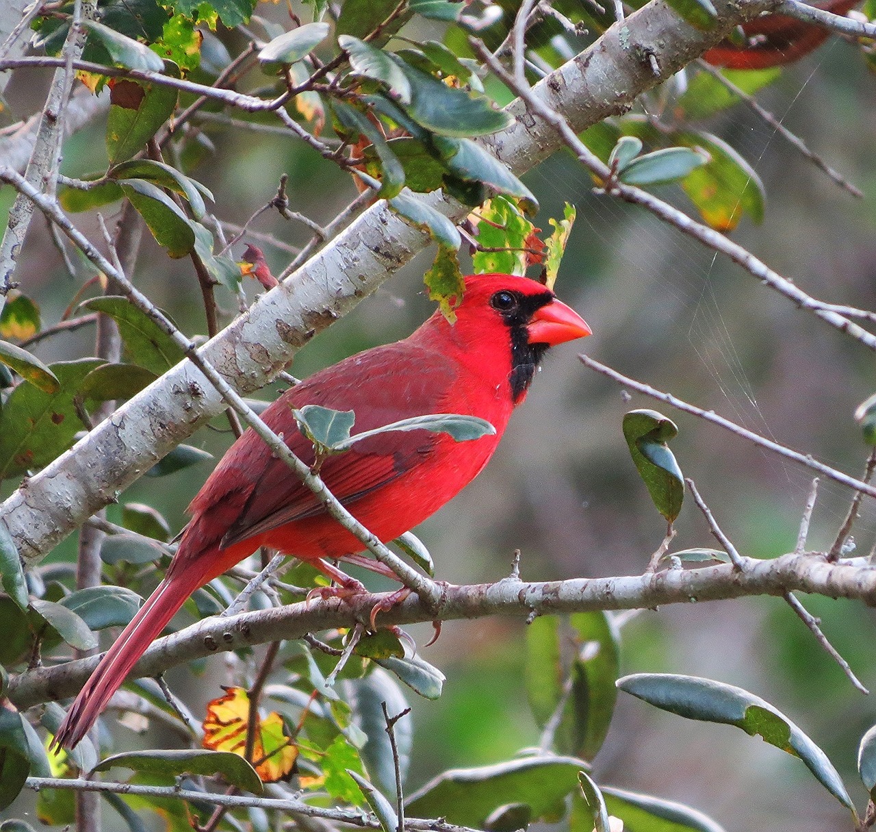 Image - cardinal male redbird wildlife