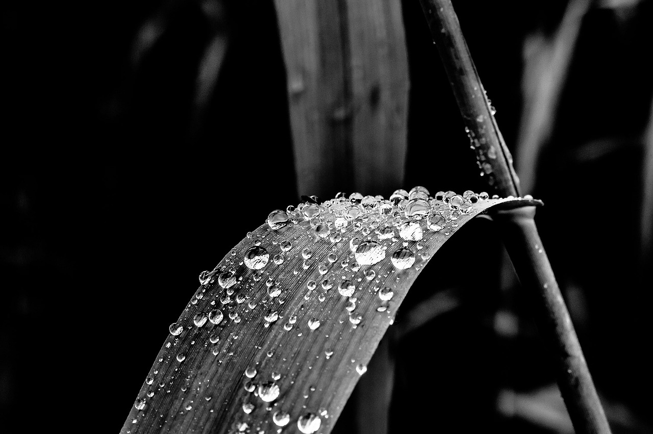 Image - drop of water rain reed leaf