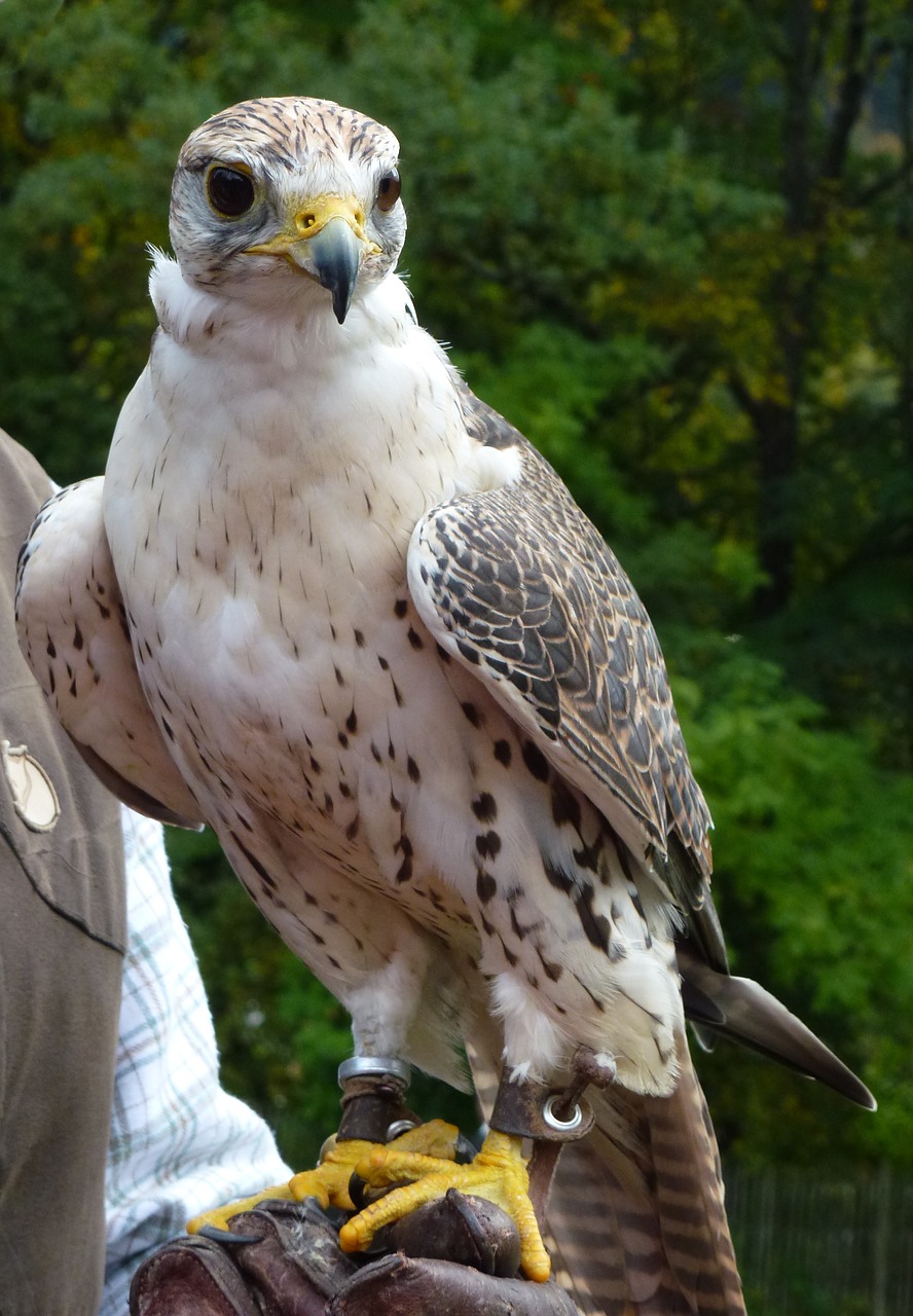 Image - bird falconry sit close white