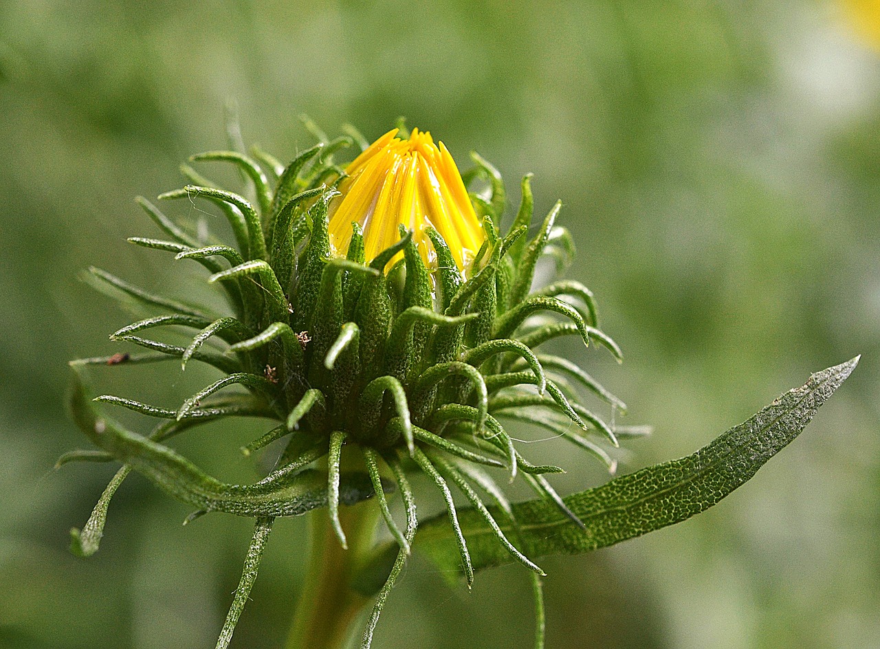 Image - grindelia robusta rubber herb bud