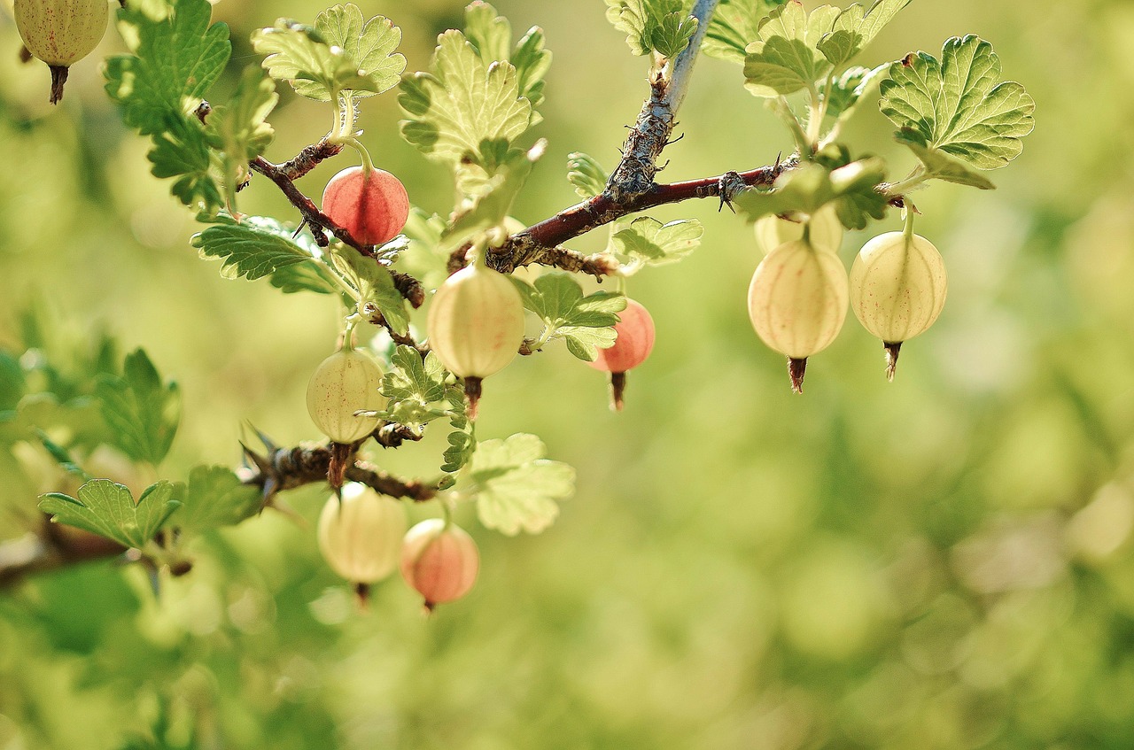 Image - gooseberry fruits red spring