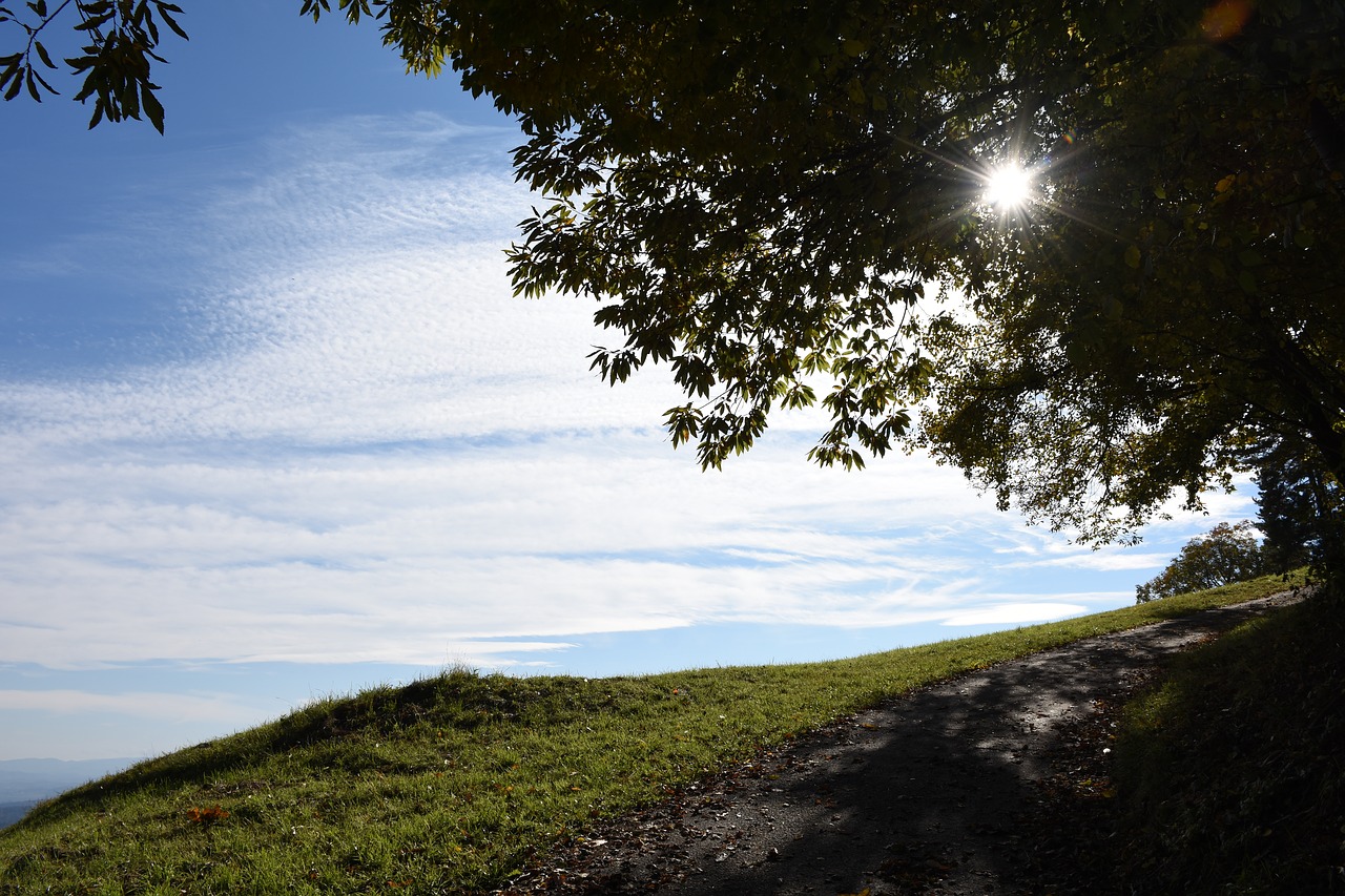 Image - sun leaves tree sky meadow away