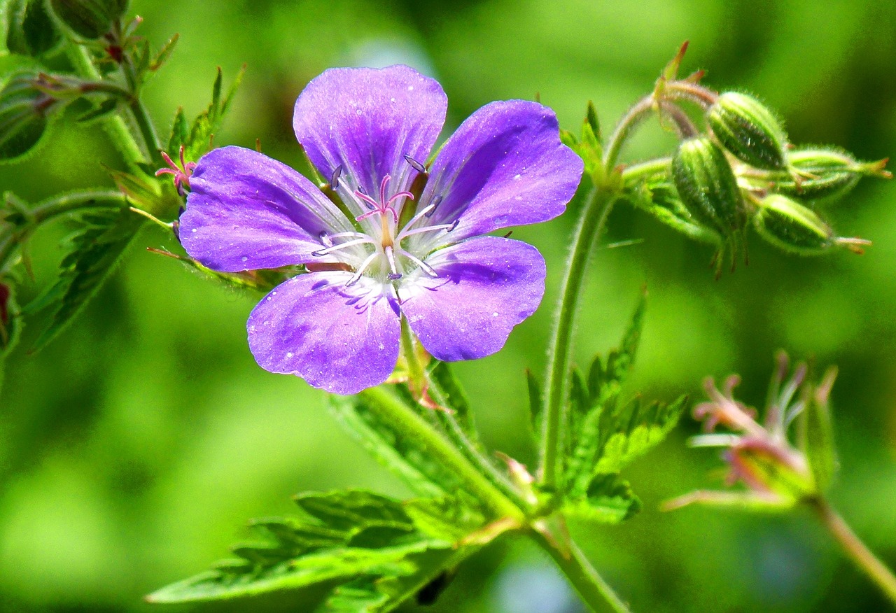 Image - flower detail nature mood purple