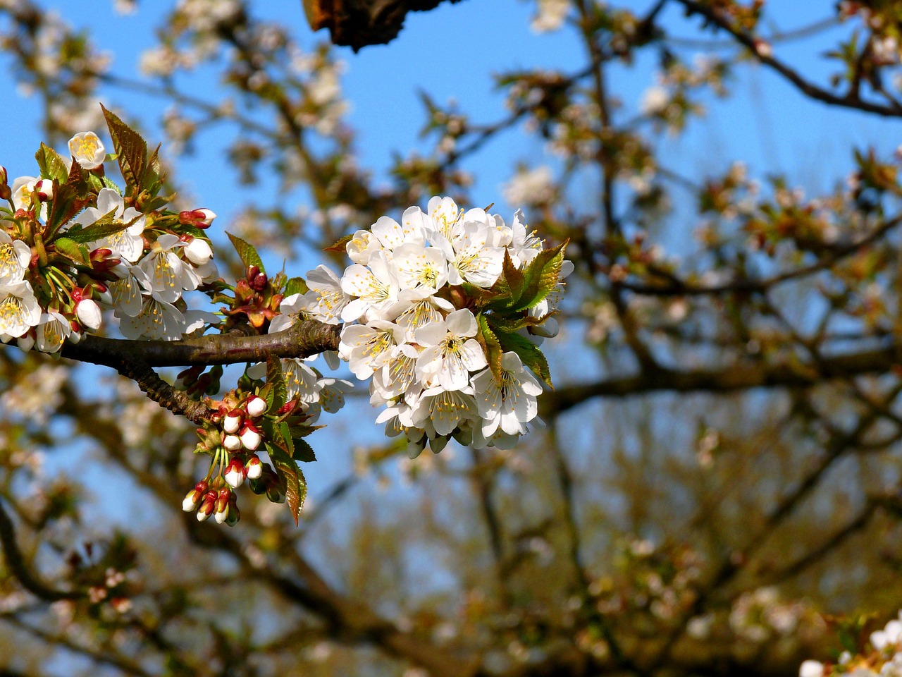 Image - blossom old country meadow mood