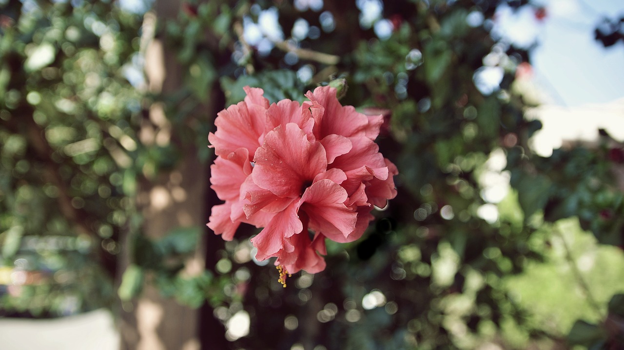 Image - pink flower green love wonder