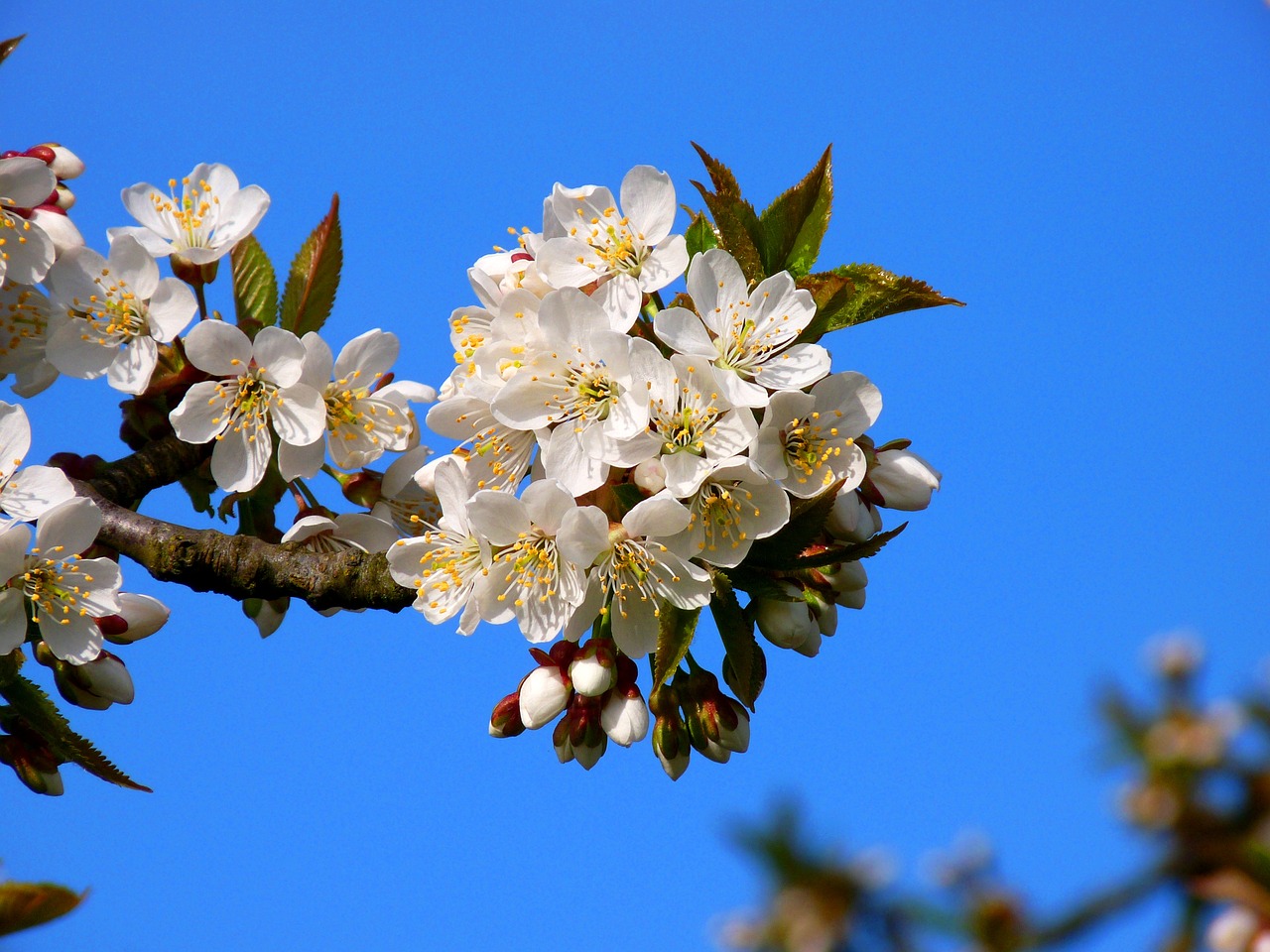 Image - blossom old country meadow mood