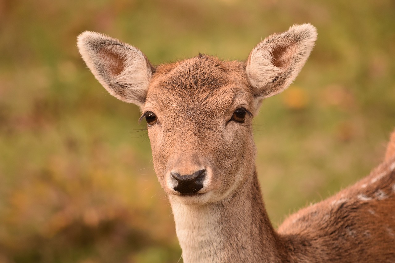 Image - roe deer fallow deer damtier