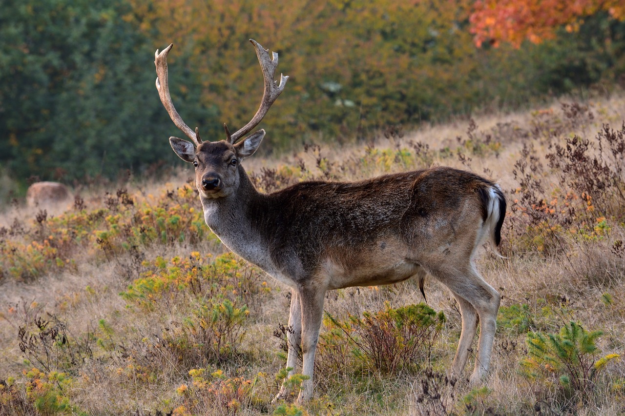 Image - fallow deer antler