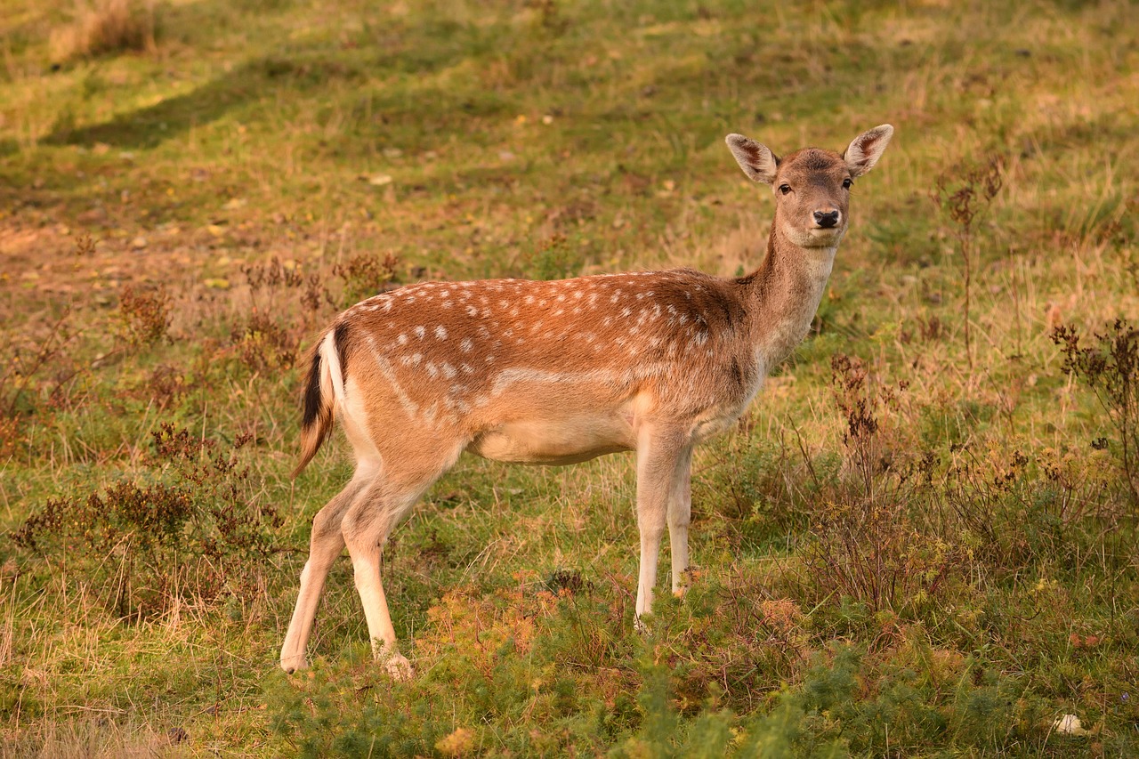 Image - roe deer damkuh fallow deer spotted