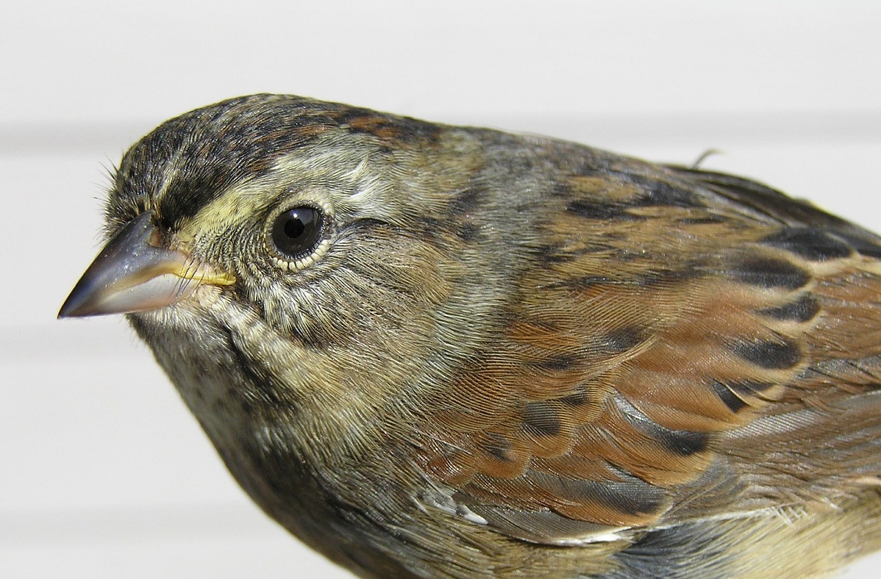 Image - swamp sparrow bird wildlife perched