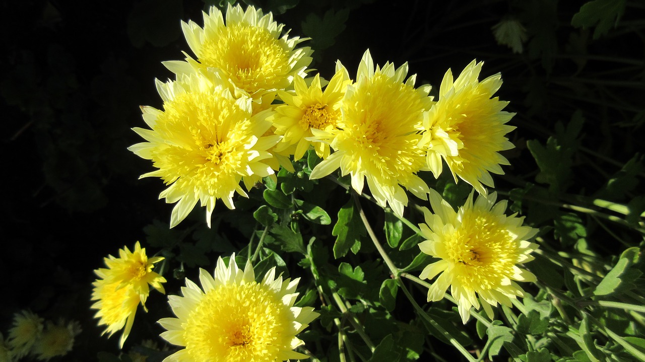 Image - mum flower yellow chrysanthemum