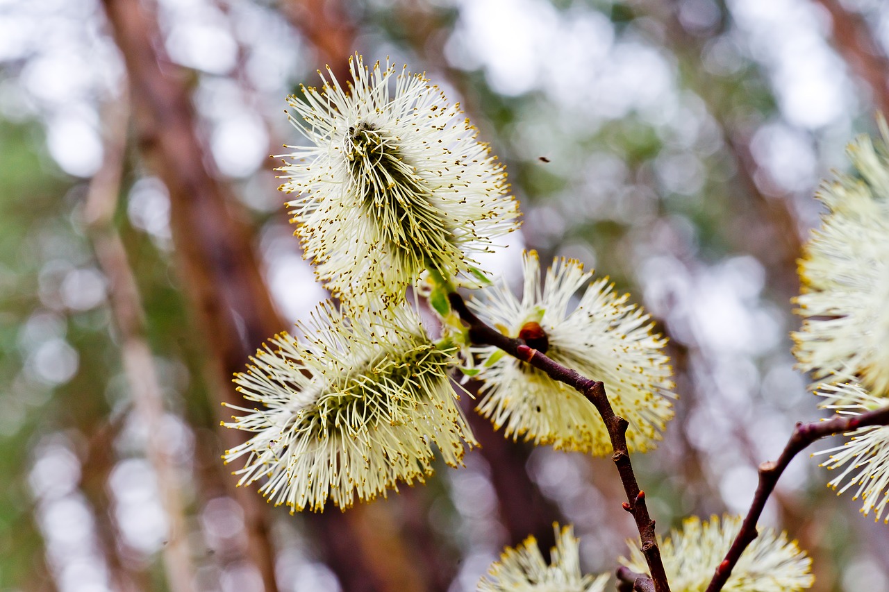Image - willow blooms spring bright bloom