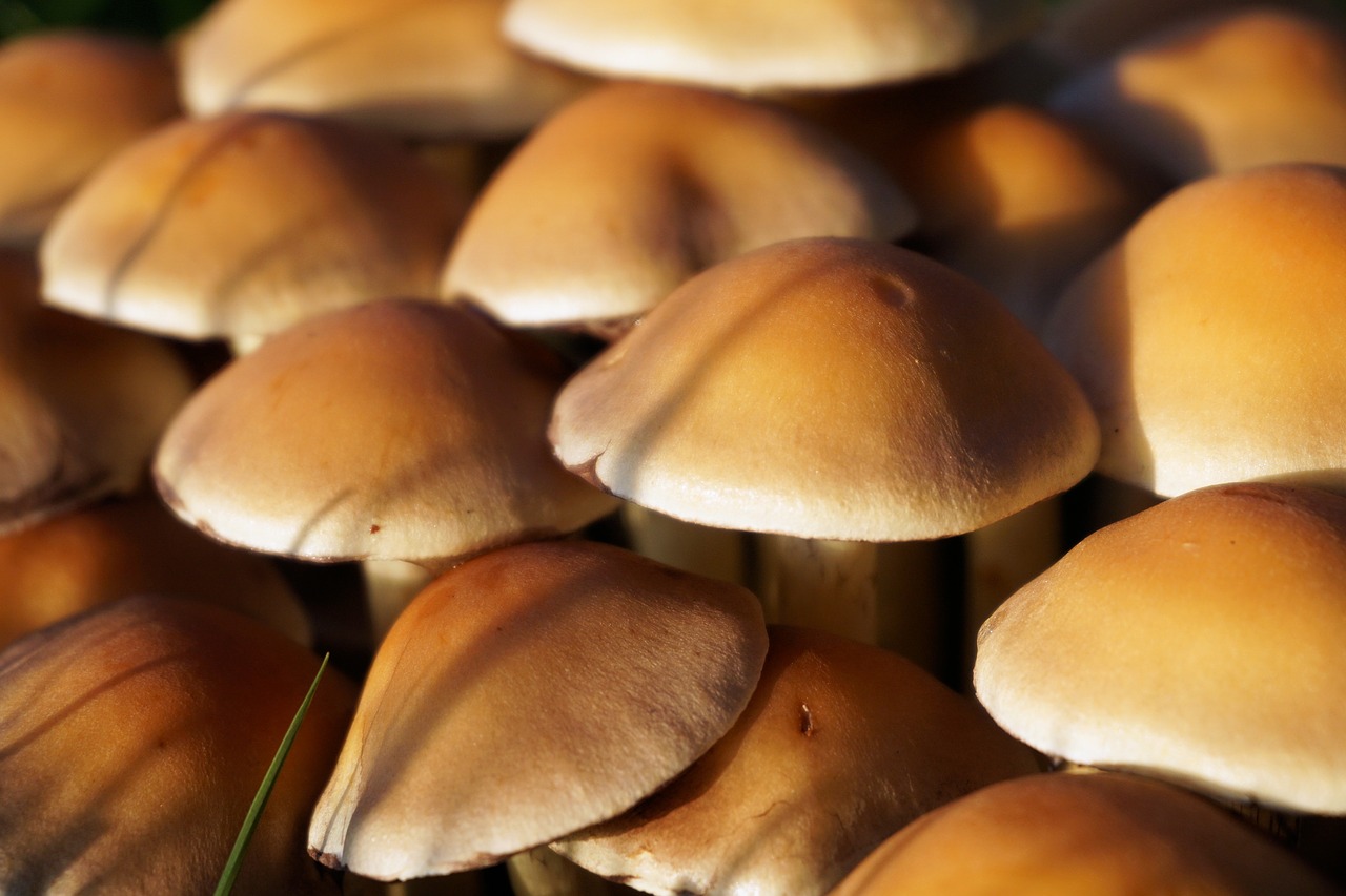 Image - mushroom autumn nature forest wood