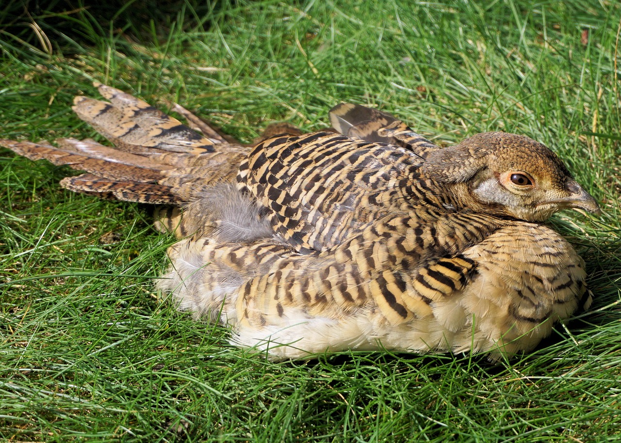 Image - pheasant goldfasan female bird