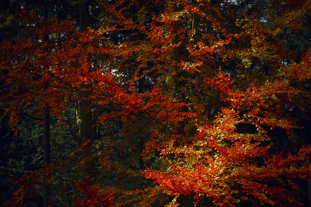 Image - autumn season red october nature