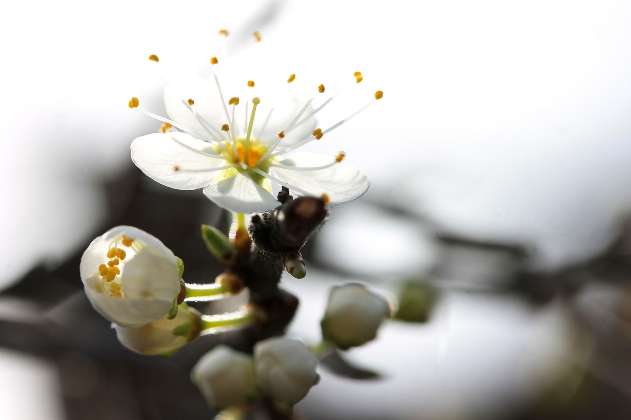 Image - blackthorn blossom spring plant