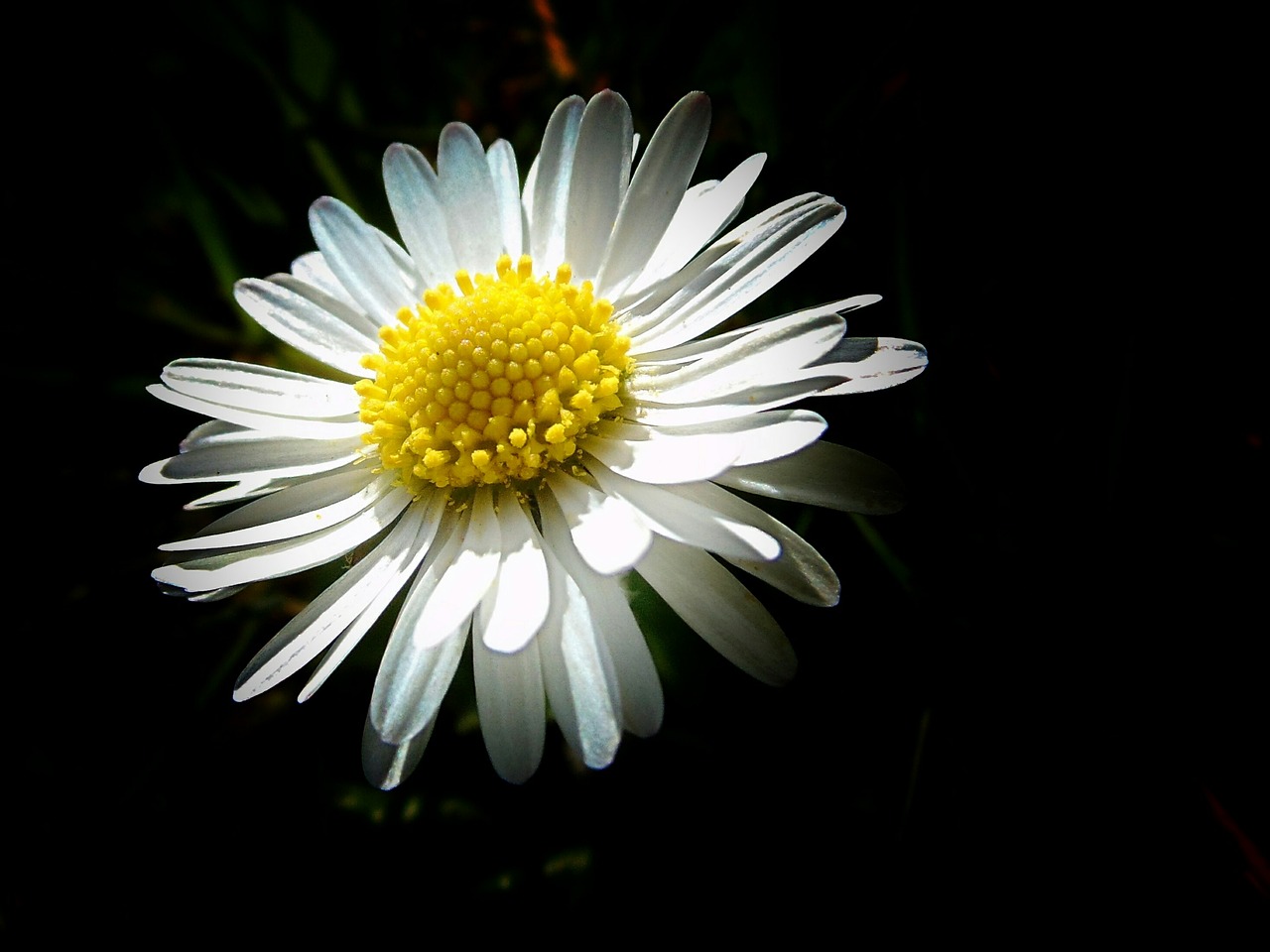 Image - daisy tender small white close