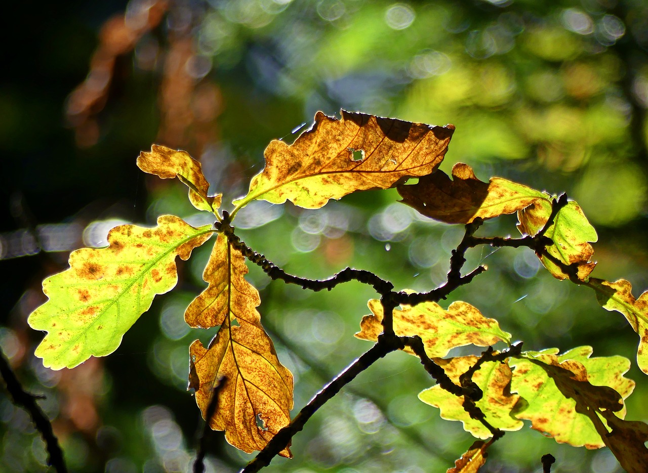 Image - oak leaves autumn fall foliage