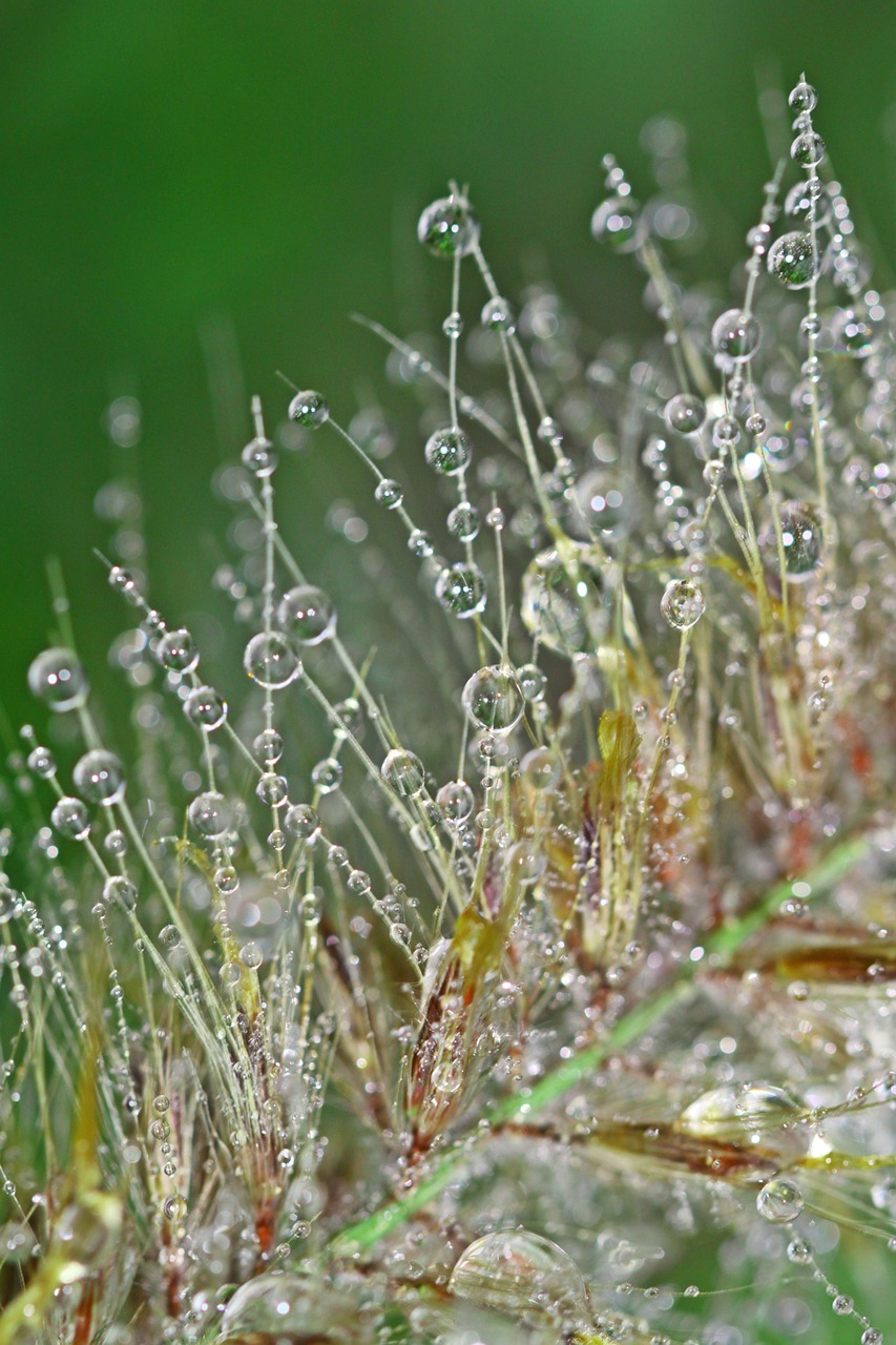 Image - dewdrop dew beaded drop of water