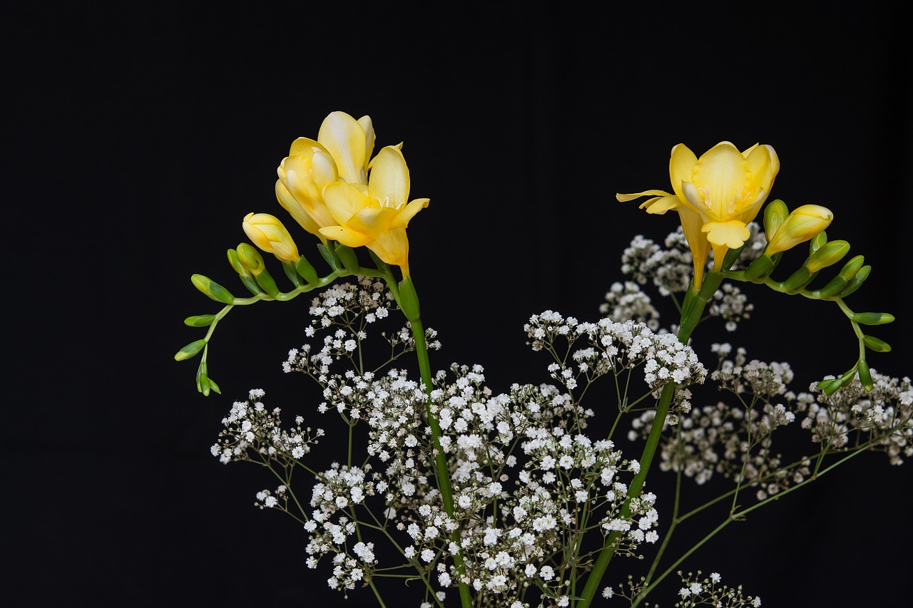 Image - flowers yellow flowers freesia