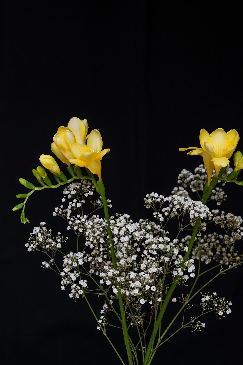 Image - flowers yellow flowers freesia