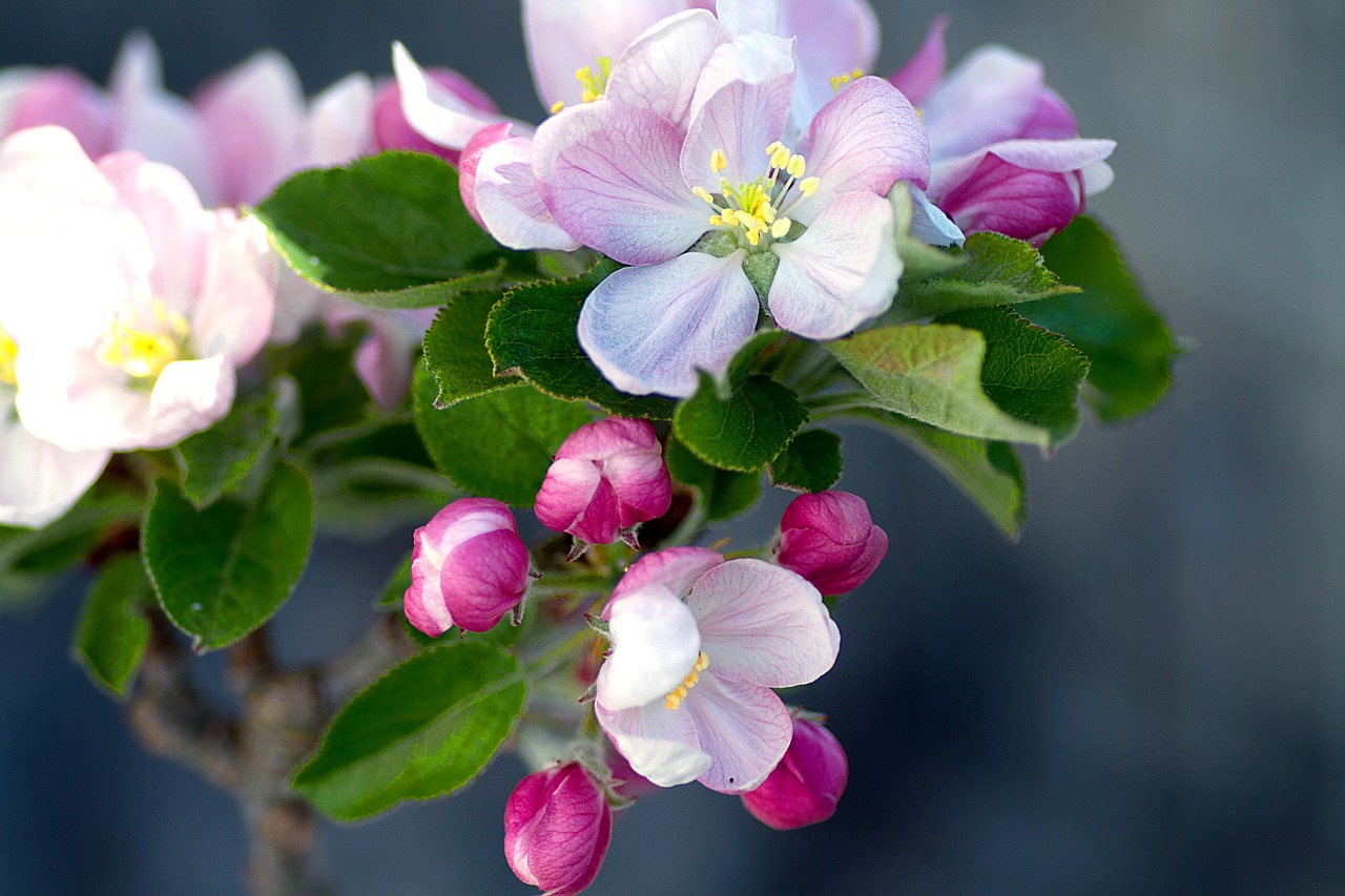 Image - apple blossom apple tree