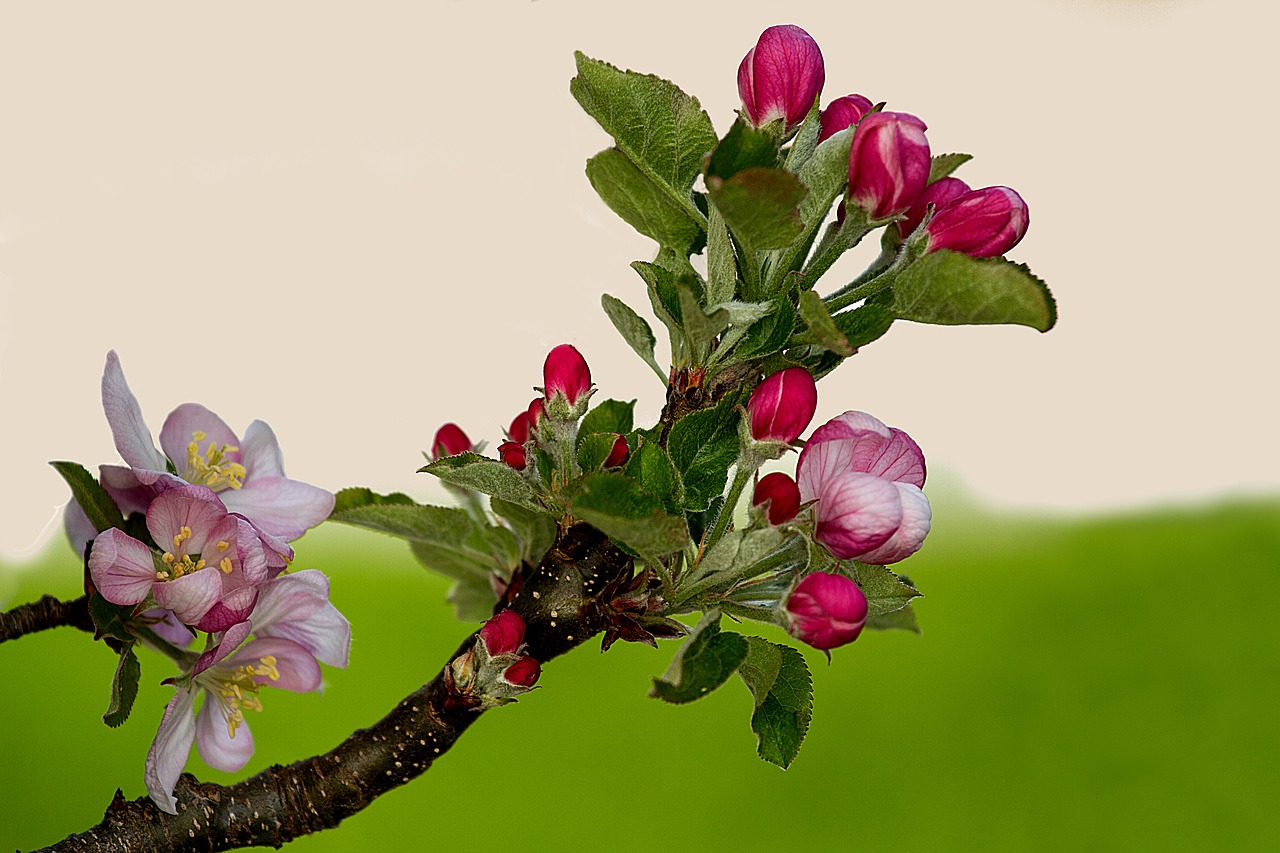 Image - apple blossom apple tree