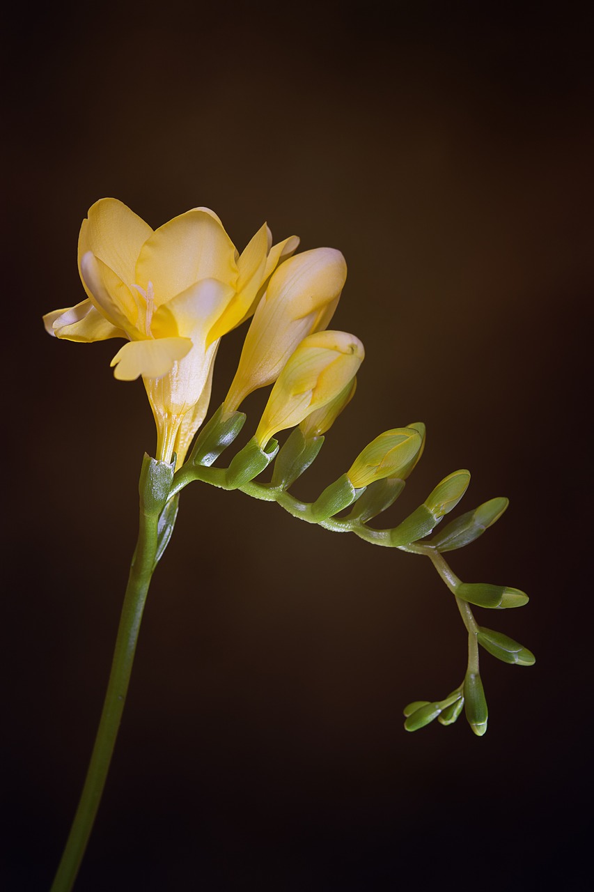 Image - flowers yellow flowers freesia
