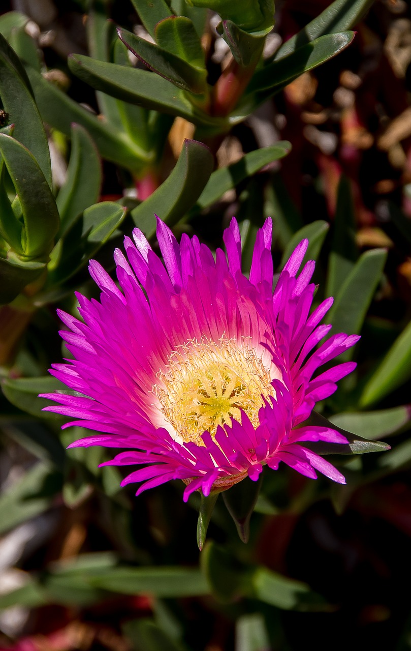 Image - flower bright bloom pink yellow