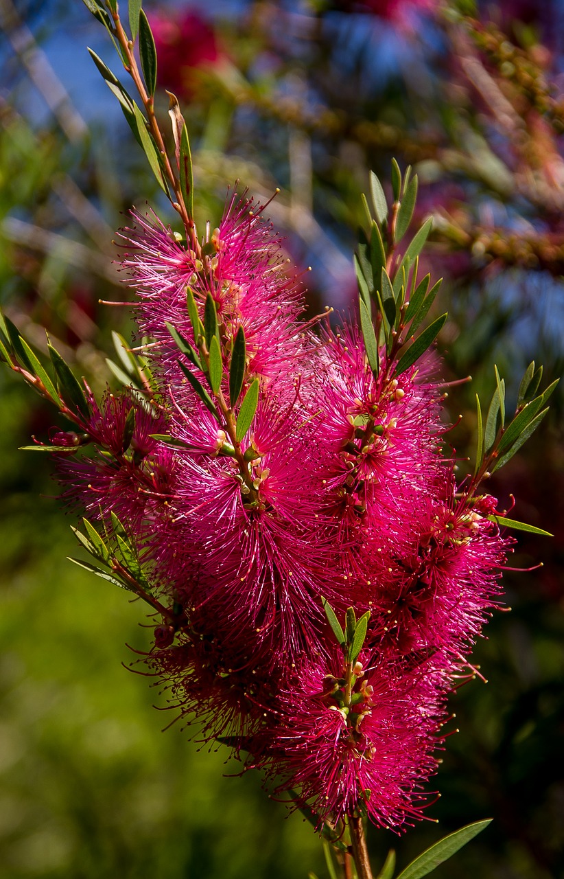 Image - bottlebrush flowers callistemon