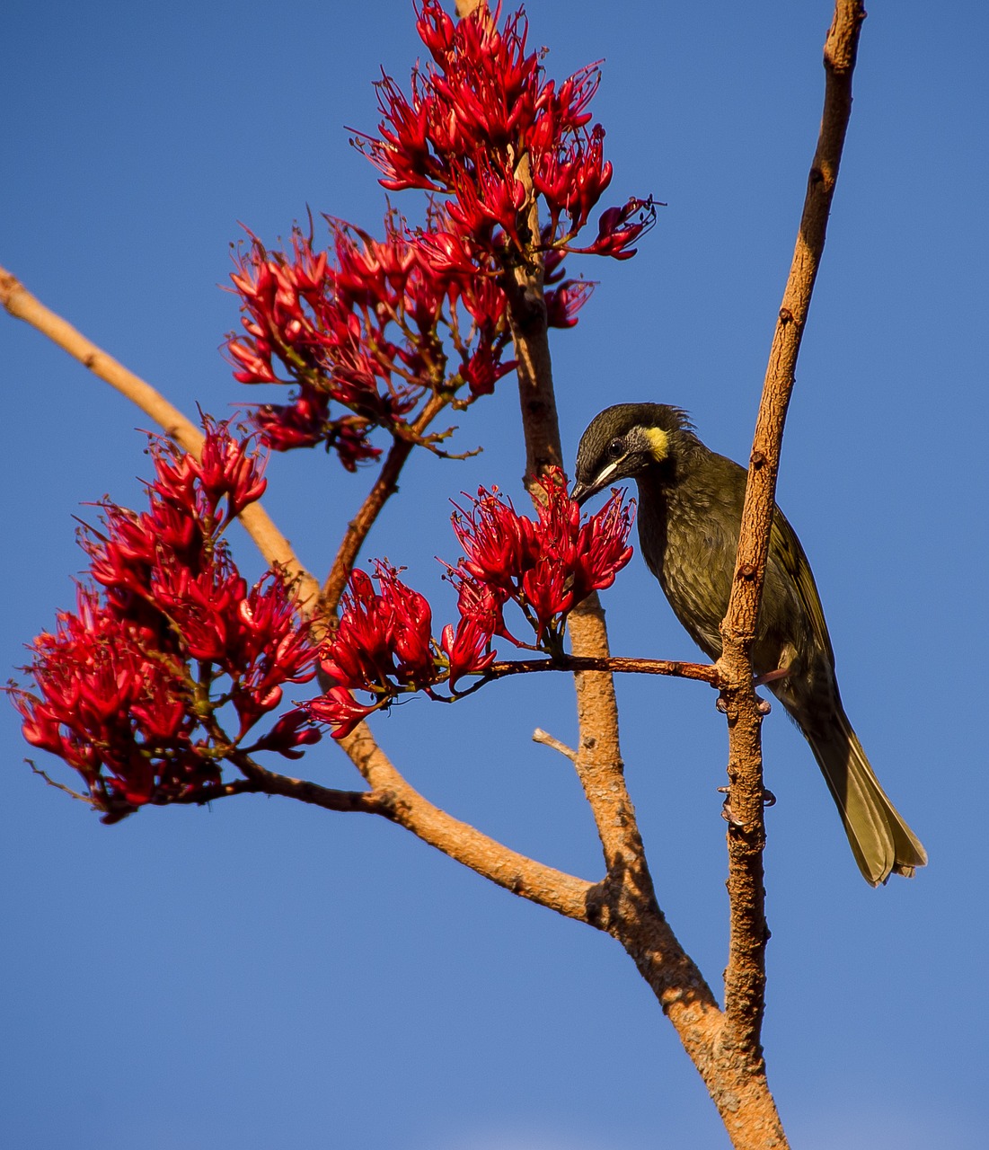 Image - lewin s honeyeater meliphaga lewinii
