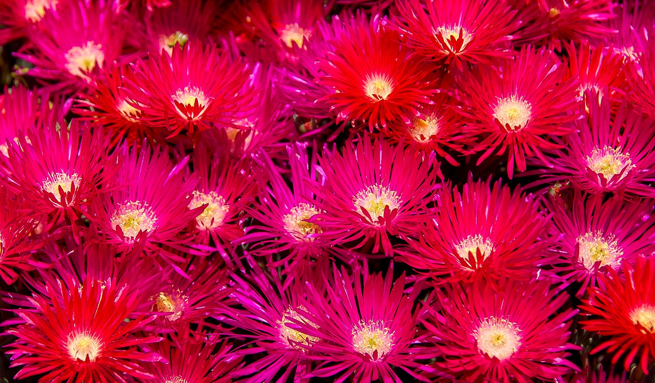 Image - flowers bright blooms pink red