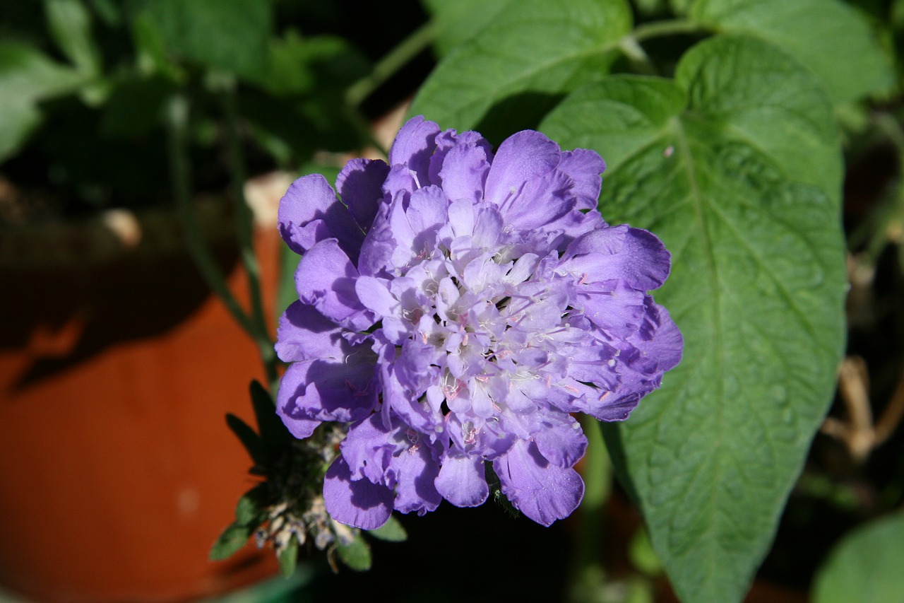 Image - pincushion flower blue flower