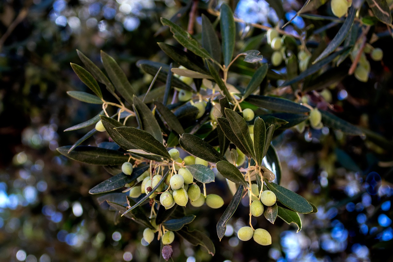 Image - olive tree summer greece