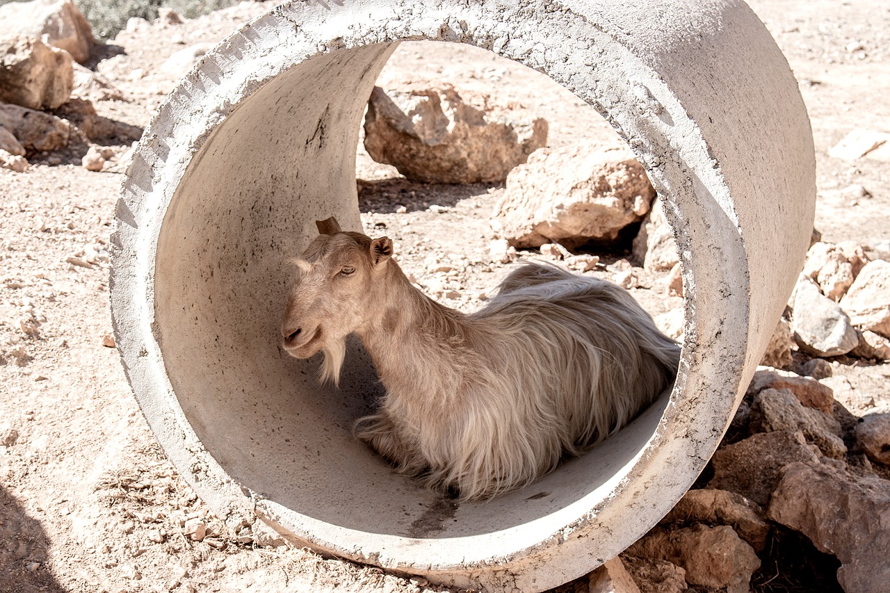 Image - goat tube greece summer heat