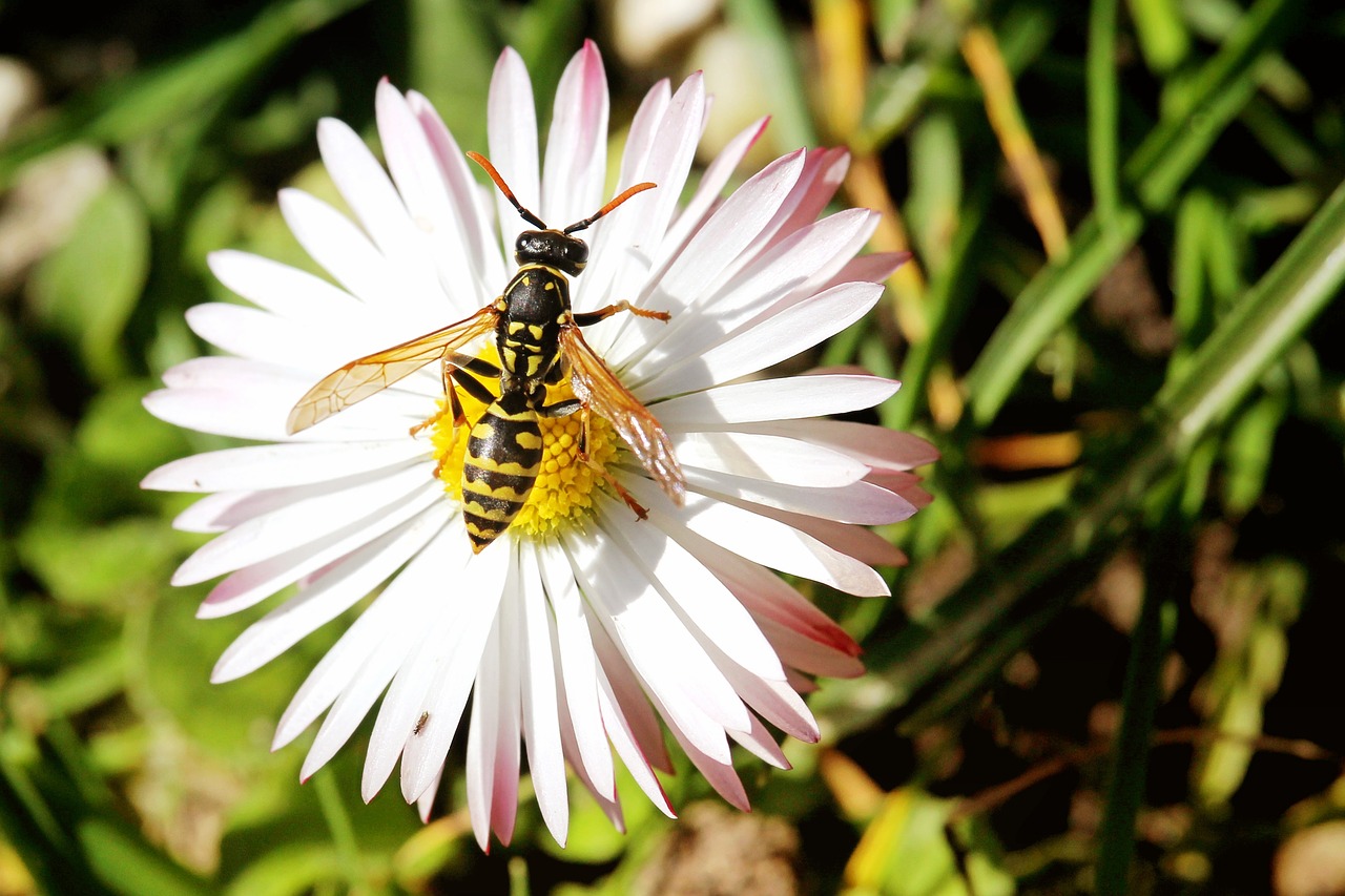 Image - blossom bloom daisy insect wasp