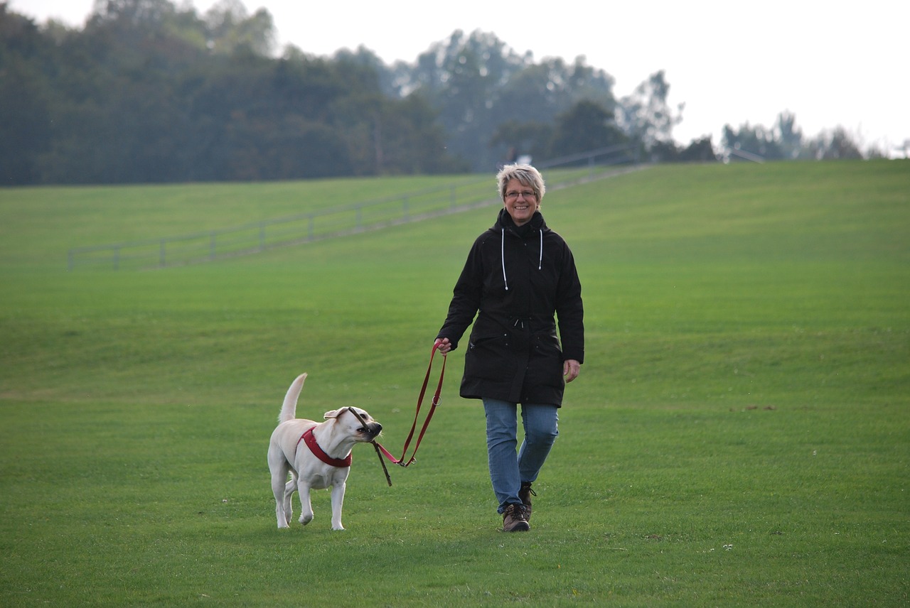 Image - animal dog labrador white walk