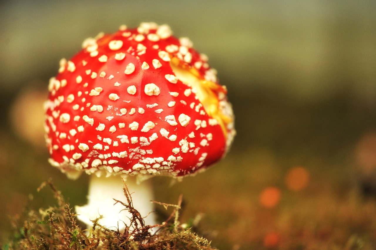 Image - mushroom fly agaric garden moss