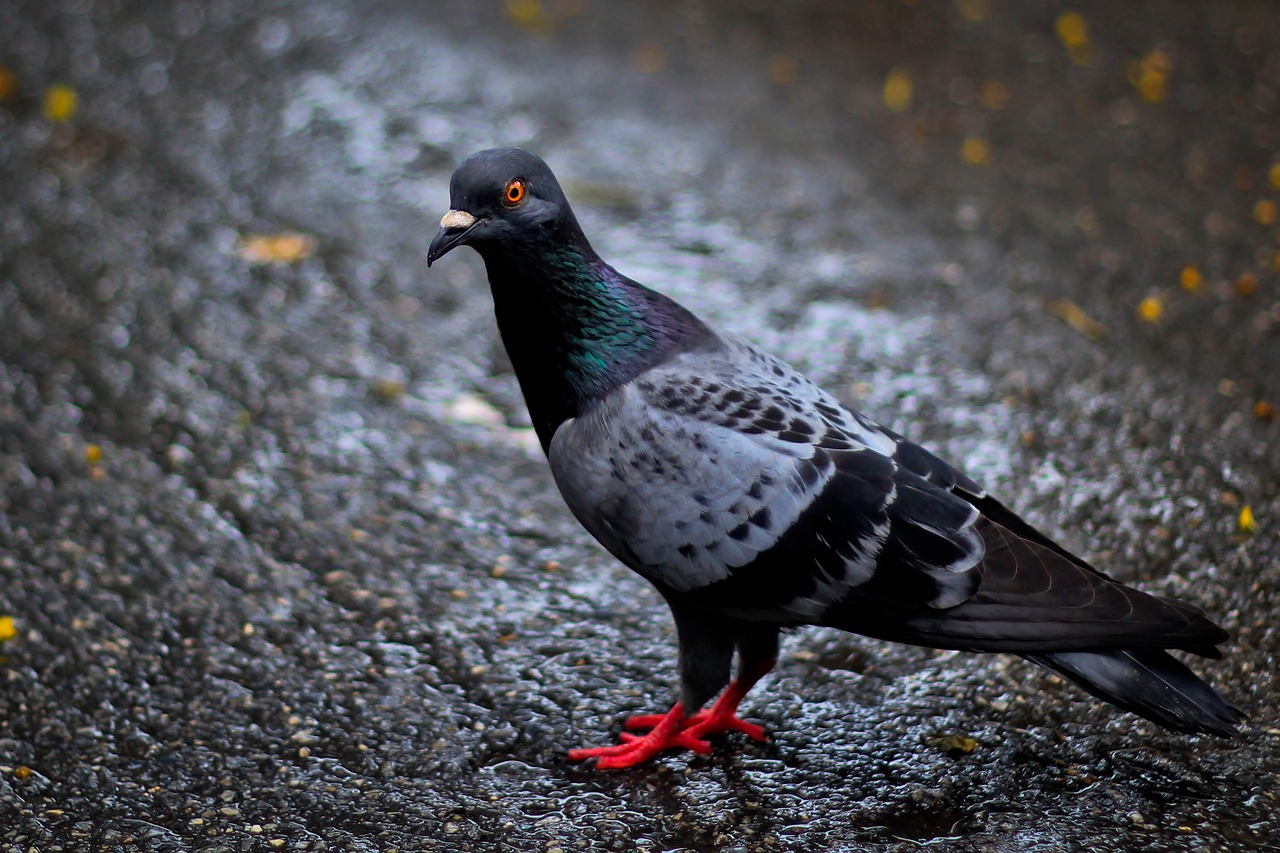 Image - birds poultry bird thrush wild fowl