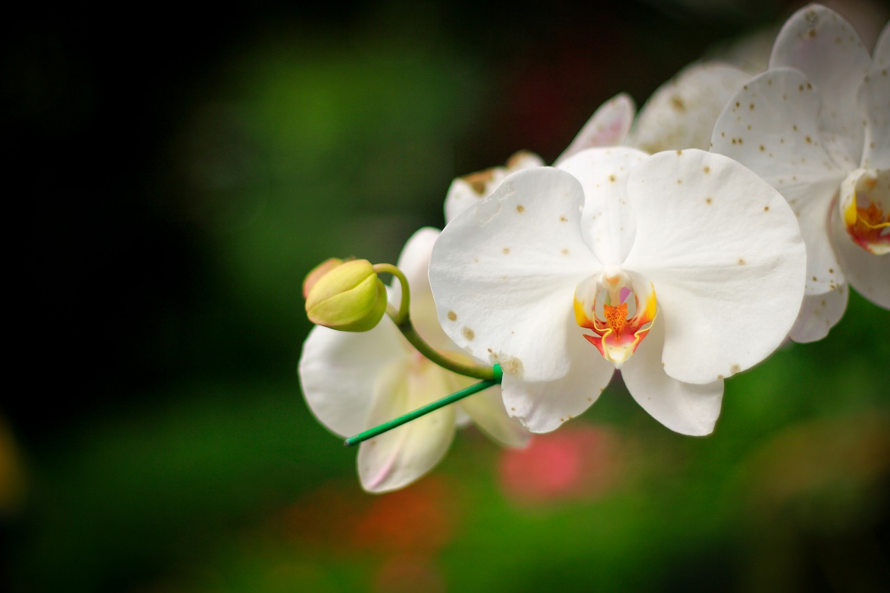 Image - flowers nature orchid pretty green