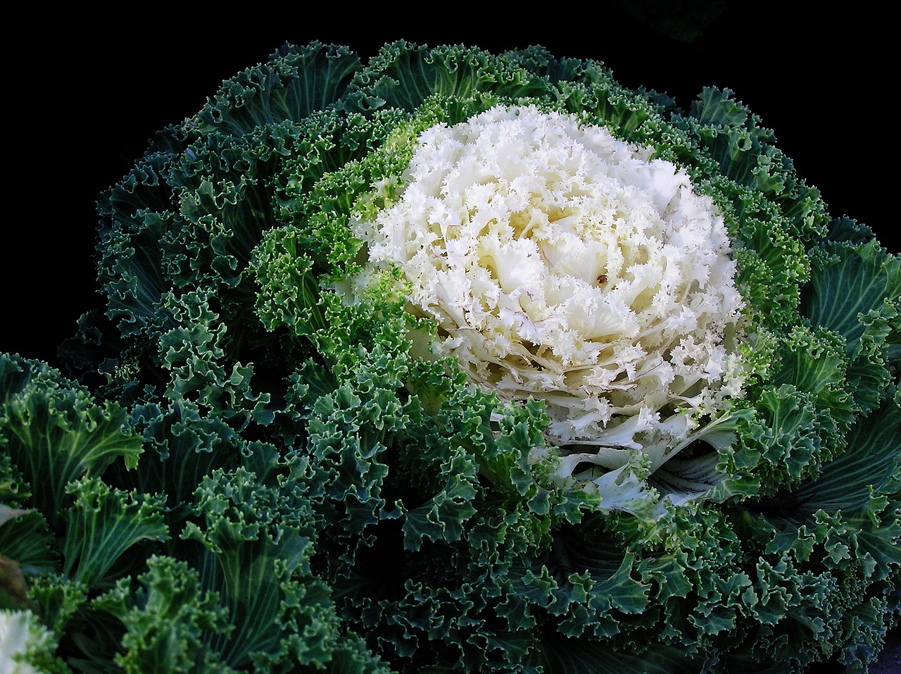 Image - food cabbage vegetable green