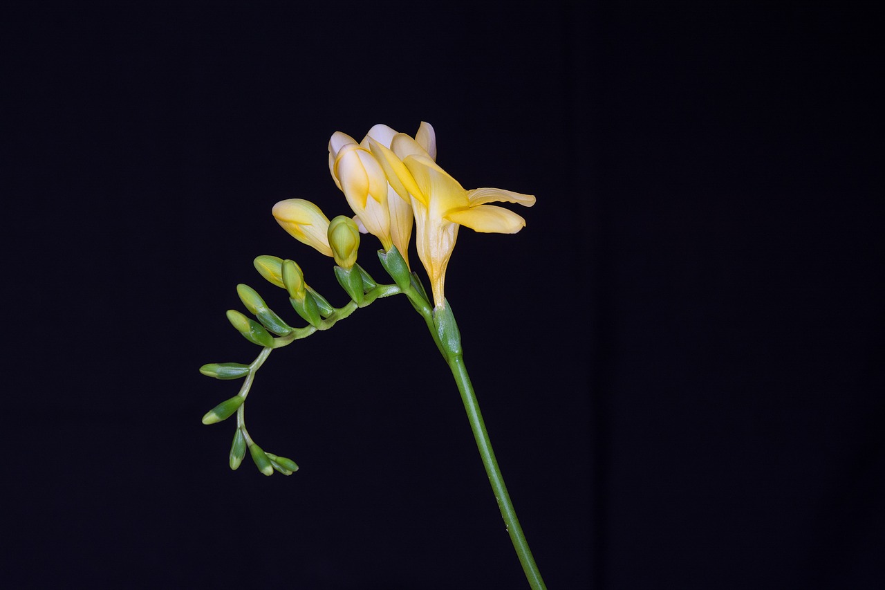 Image - flowers yellow flowers freesia